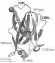 Fig. 01 - CONDITIONALLY ACTIVE RECEPTORS