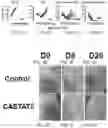 Fig. 10 - CHIMERIC ANTIGEN RECEPTOR T CELLS AND METHODS OF USE THEREOF
