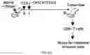 Fig. 13 - CHIMERIC ANTIGEN RECEPTOR T CELLS AND METHODS OF USE THEREOF