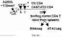 Fig. 16 - CHIMERIC ANTIGEN RECEPTOR T CELLS AND METHODS OF USE THEREOF