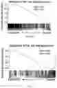 Fig. 17 - CHIMERIC ANTIGEN RECEPTOR T CELLS AND METHODS OF USE THEREOF