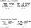 Fig. 24 - CHIMERIC ANTIGEN RECEPTOR T CELLS AND METHODS OF USE THEREOF