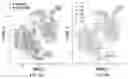 Fig. 33 - CHIMERIC ANTIGEN RECEPTOR T CELLS AND METHODS OF USE THEREOF