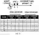 Fig. 47 - CHIMERIC ANTIGEN RECEPTOR T CELLS AND METHODS OF USE THEREOF