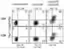 Fig. 48 - CHIMERIC ANTIGEN RECEPTOR T CELLS AND METHODS OF USE THEREOF