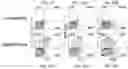 Fig. 52 - CHIMERIC ANTIGEN RECEPTOR T CELLS AND METHODS OF USE THEREOF