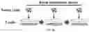 Fig. 56 - CHIMERIC ANTIGEN RECEPTOR T CELLS AND METHODS OF USE THEREOF