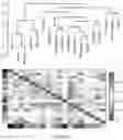 Fig. 82 - CHIMERIC ANTIGEN RECEPTOR T CELLS AND METHODS OF USE THEREOF