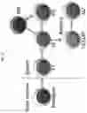 Fig. 17 - METHOD OF TREATING AUTOIMMUNE AND INFLAMMATORY DISEASES USING B CELLS