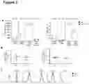 Fig. 05 - MIRNA FOR USE IN THERAPY