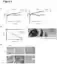 Fig. 07 - MIRNA FOR USE IN THERAPY