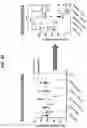 Fig. 49 - Compositions and methods for treating ceacam positive cancers