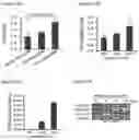 Fig. 28 - Scalable Production of Standardized Extracellular Vesicles, Extracellular Vesicle Preparations and Uses Thereof