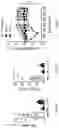 Fig. 08 - COMPOSITIONS AND METHODS FOR THE TREATMENT OF ALLERGY