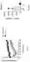 Fig. 16 - COMPOSITIONS AND METHODS FOR THE TREATMENT OF ALLERGY