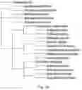 Fig. 09 - COMPOSITIONS AND METHODS FOR ENHANCING EXERCISE ENDURANCE