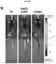 Fig. 09 - Platform oncolytic vector for systemic delivery