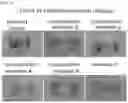 Fig. 02 - Composition for preventing or treating gastritis or peptic ulcer