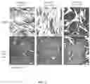 Fig. 03 - PROTECTION AGAINST CORONAVIRUS INFECTION BY EXTRACTS AND EXTRACT COMPONENTS