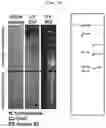 Fig. 04 - PHARMACEUTICAL COMPOSITION COMPRISING EXTRACT FROM CAMELLIA JAPONICA AS ACTIVE INGREDIENT FOR PREVENTION AND TREATMENT OF VIRAL INFECTION