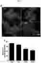 Fig. 08 - PHARMACEUTICAL COMPOSITION COMPRISING EXTRACT FROM CAMELLIA JAPONICA AS ACTIVE INGREDIENT FOR PREVENTION AND TREATMENT OF VIRAL INFECTION