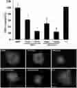 Fig. 01 - PEPTIDES AND MEDICAL USES THEREOF