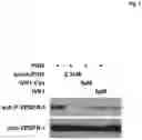 Fig. 02 - PEPTIDES AND MEDICAL USES THEREOF