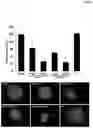 Fig. 03 - PEPTIDES AND MEDICAL USES THEREOF
