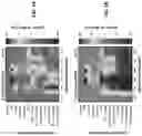 Fig. 02 - ANTIMICROBIAL FUSION PEPTIDES