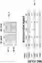 Fig. 03 - ANTIMICROBIAL FUSION PEPTIDES