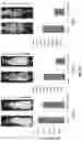 Fig. 15 - ANTIMICROBIAL FUSION PEPTIDES