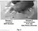 Fig. 03 - Fibroin-derived protein composition