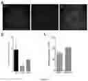 Fig. 10 - EXPRESSION VECTOR FOR CHOLESTEROL 24-HYDROLASE IN THERAPY OF AMYOTROPHIC LATERAL SCLEROSIS
