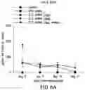 Fig. 08 - PATHOGEN-ASSOCIATED MOLECULAR PATTERN MOLECULES AND RNA IMMUNOGENIC COMPOSITIONS AND METHODS OF USING THE COMPOSITIONS FOR TREATING CANCER