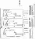 Fig. 69 - SUBUNIT VACCINE CONSTRUCTS FOR FLAVIVIRUSES