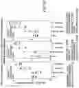 Fig. 71 - SUBUNIT VACCINE CONSTRUCTS FOR FLAVIVIRUSES