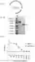 Fig. 08 - VACCINES AGAINST POWASSAN VIRUS, AND METHODS OF USING SAME