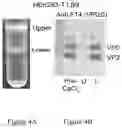 Fig. 05 - METHOD OF PURIFYING VIRUS-LIKE PARTICLES