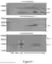 Fig. 07 - METHOD OF PURIFYING VIRUS-LIKE PARTICLES
