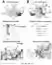 Fig. 02 - MODIFIED HEPATITIS C VIRUS E2 GLYCOPROTEINS AND METHODS OF USE THEREOF