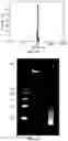 Fig. 20 - NANOPARTICLES, CONTROLLED-RELEASE DOSAGE FORMS, AND METHODS FOR DELIVERING AN IMMUNOTHERAPEUTIC AGENT