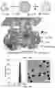 Fig. 30 - NANOPARTICLES, CONTROLLED-RELEASE DOSAGE FORMS, AND METHODS FOR DELIVERING AN IMMUNOTHERAPEUTIC AGENT