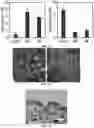Fig. 46 - NANOPARTICLES, CONTROLLED-RELEASE DOSAGE FORMS, AND METHODS FOR DELIVERING AN IMMUNOTHERAPEUTIC AGENT