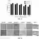 Fig. 52 - NANOPARTICLES, CONTROLLED-RELEASE DOSAGE FORMS, AND METHODS FOR DELIVERING AN IMMUNOTHERAPEUTIC AGENT