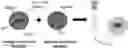 Fig. 01 - In-situ stable injectable collagen-based hydrogels for cell and growth factor delivery