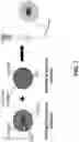 Fig. 02 - In-situ stable injectable collagen-based hydrogels for cell and growth factor delivery