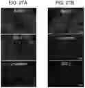Fig. 32 - COMPOSITIONS AND METHODS FOR THE DELIVERY OF THERAPEUTIC AGENTS ACROSS THE ROUND WINDOW MEMBRANE