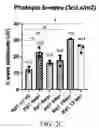 Fig. 04 - OXR1 GENE THERAPY