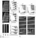 Fig. 07 - NANOPARTICLES AND COMPOSITIONS FOR BIOLOGICAL IMAGING BASED ON X-RAY ATTENUATION