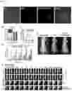 Fig. 08 - NANOPARTICLES AND COMPOSITIONS FOR BIOLOGICAL IMAGING BASED ON X-RAY ATTENUATION
